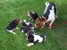 jv jul1-beagle puppies 021.jpg